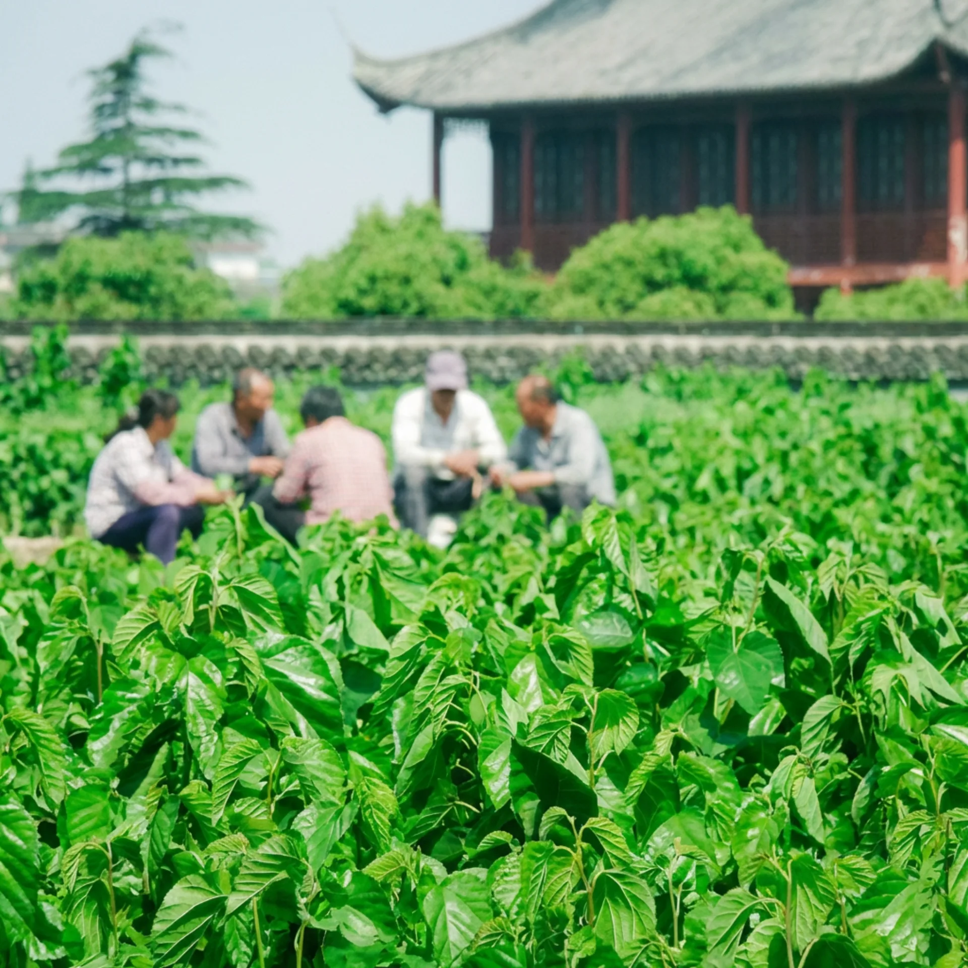 Maulbeerbaum und Seidenfarm